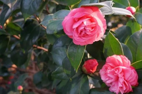 去山上看漂亮的茶花,周末赏茶花