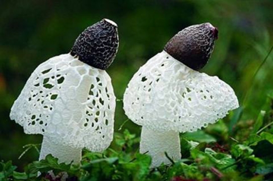 又是一年中最好的进补时节,竹荪最滋补吃法