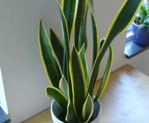 去甲醛最好的花卉植物,吸甲醛又好养的植物有哪些盆栽