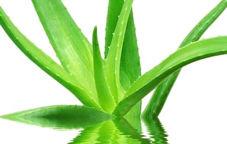 吸甲醛的植物生长好是靠甲醛吗,吸甲醛和苯的植物多久可以见效