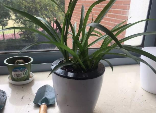 去甲醛最好的花卉植物,吸甲醛又好养的植物有哪些盆栽