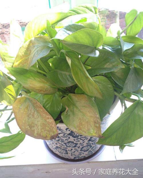 冬季大绿萝快死了如何补救,绿萝冻死死了要怎么救活