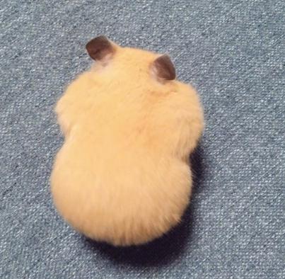 关于仓鼠最可爱的照片大全,仓鼠图片大全可爱萌图