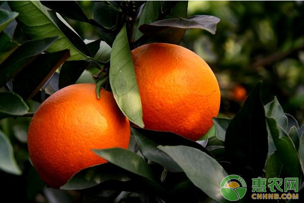 2023脐橙价格最新行情,脐橙今日价格