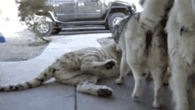 北大校训自强不息厚德载物,北大的10条校训是什么