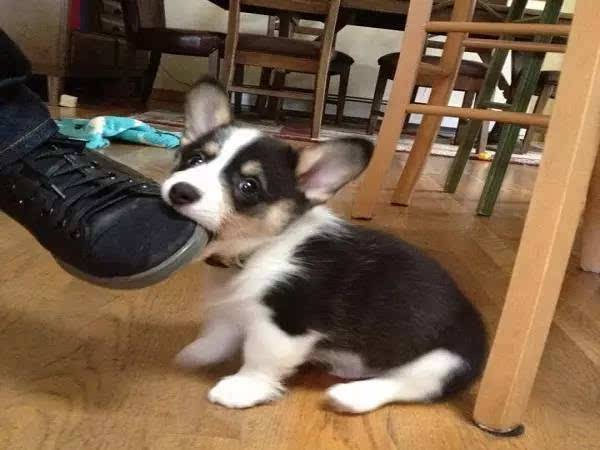 教狗狗这几招不被其他狗子欺负,怎样教狗狗不咬鸡鸭