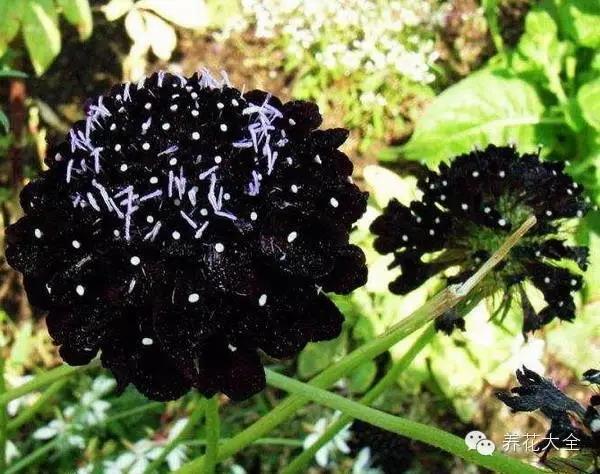 自然界中仅有的八种黑色的花,23种黑色花图片