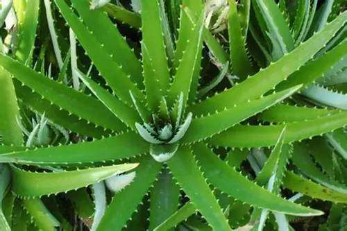 房间放一盆芦荟什么好处,家里养了芦荟可以做什么