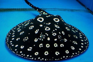 观赏鱼缸养鱼小知识,饲养魟鱼小技巧