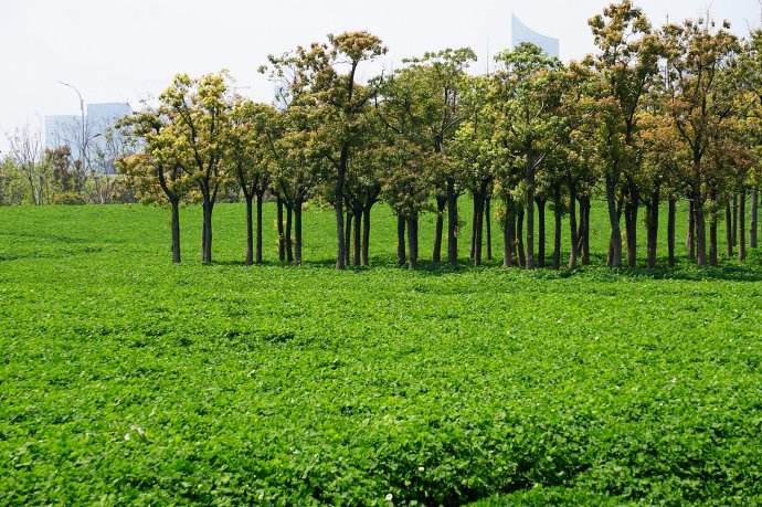 娃儿子不着家娘亲学了种三叶草攻略