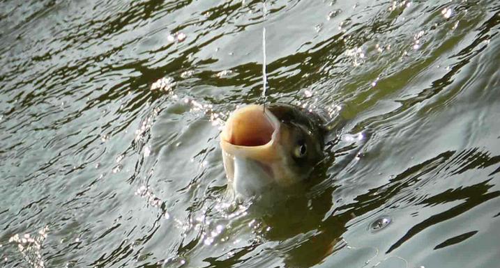 你知道几种钓鱼小药,钓鱼小药配方大全价格