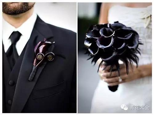 自然界中仅有的八种黑色的花,23种黑色花图片