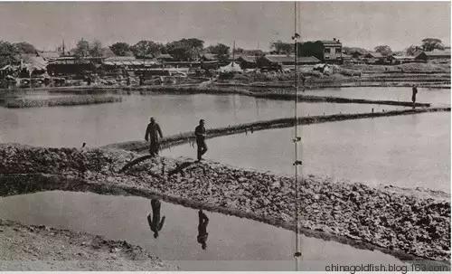 古人夏天如何养鱼,古人养鱼