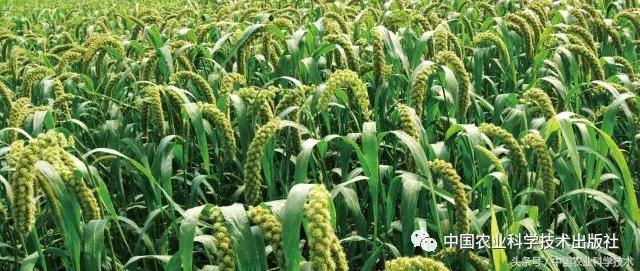 中国农产品地理标志丛书,农产品的地理标志书