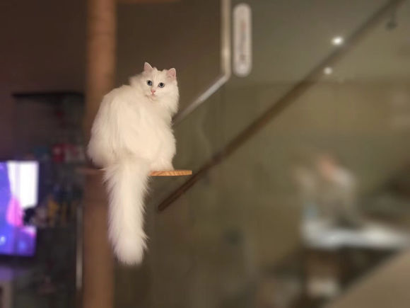 猫奴晒出自家田园猫经常乱叫，网友：这颜值，不说还以为是金吉拉