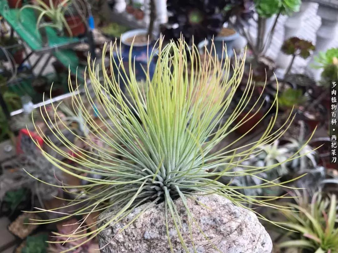 空气凤梨鸡毛掸夏天怎么养护,空气凤梨烂根切除了怎么养护