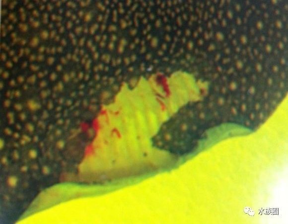 魟鱼养殖技术视频大全,魟鱼饲养入门