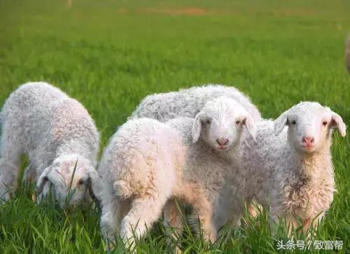 他的羊场是农业部认定的无公害畜产品生产基地，一年收益300万！