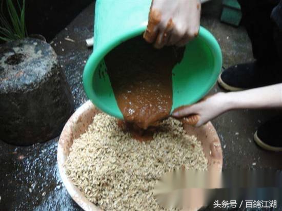 幼鸽鸽粮最佳配方大全,如何制作小鸽子喂鸽粮的东西