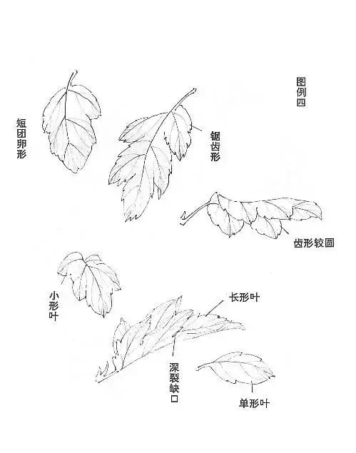国画菊花画法教学视频,国画入门菊花的画法
