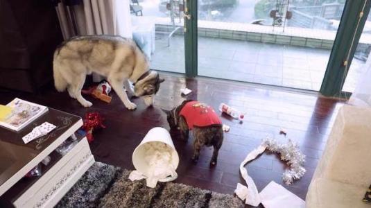 当狗狗在家门口一有人就乱叫,当狗狗害怕一件东西都有什么表现