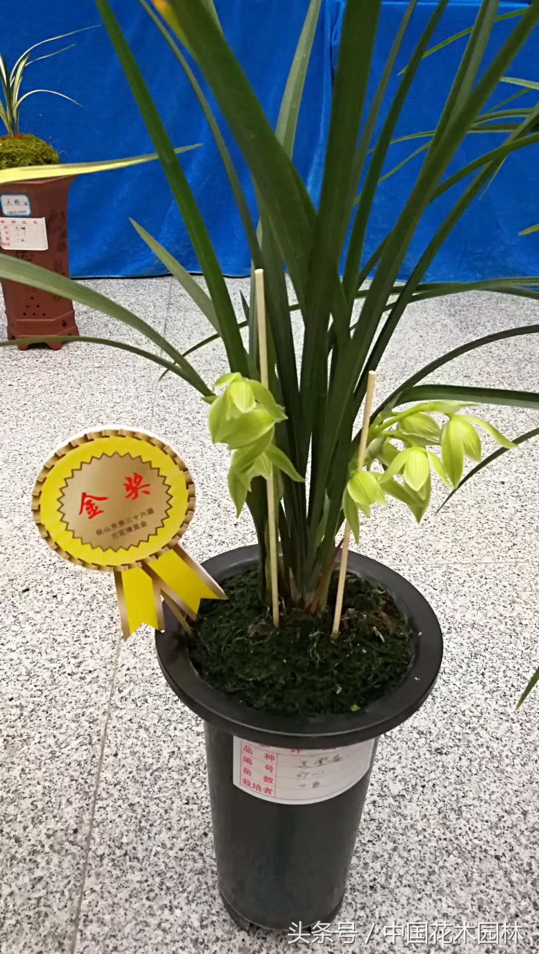 保山兰展特金奖兰花图片,保山市最大的兰花博览会