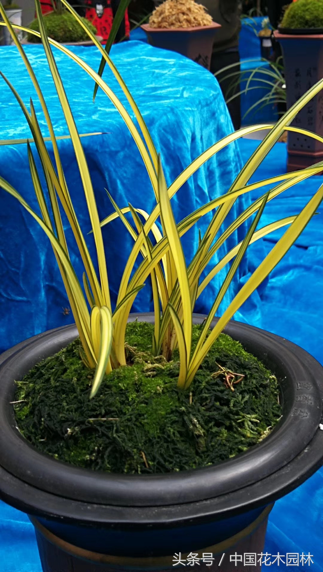 保山兰展特金奖兰花图片,保山市最大的兰花博览会