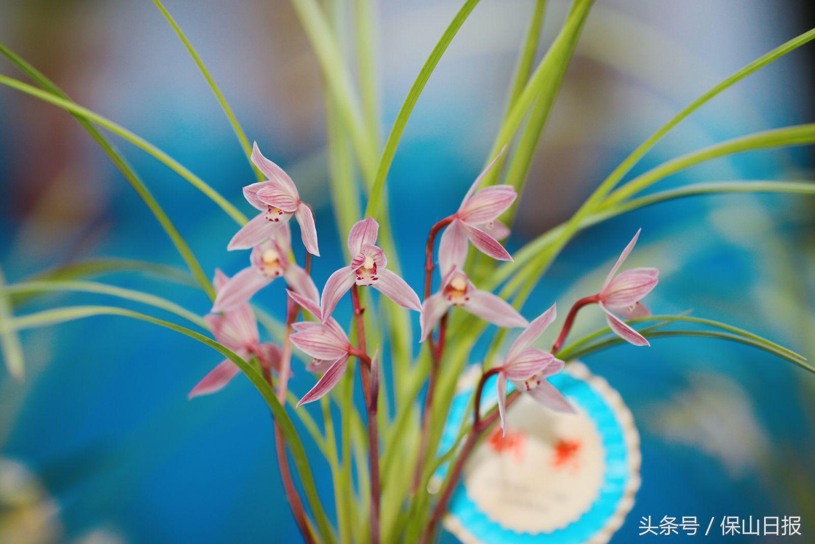 保山兰花展金奖,2019年昆明兰花展金奖兰花