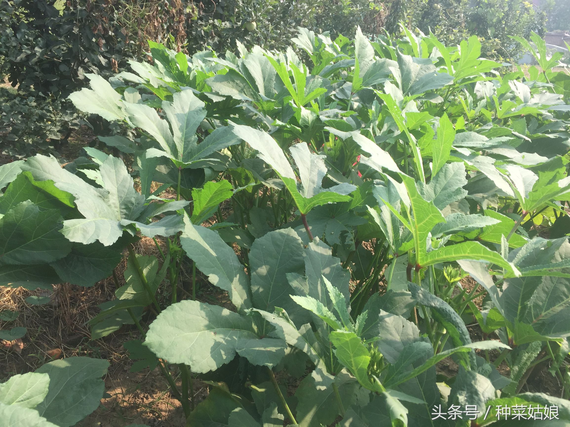 秋葵怎么种植最好看又好吃,秋葵的种植技巧和方法