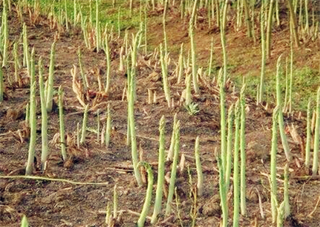 山东芦笋亩产多少斤,山东曹县的芦笋多少一斤