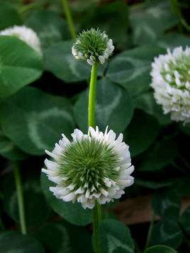 娃儿子不着家娘亲学了种三叶草攻略