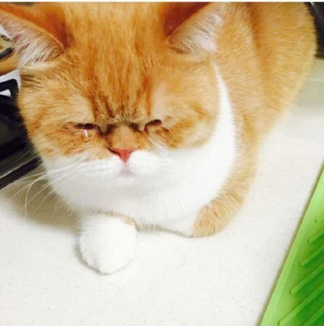 鐚挭瀹堝湪涓讳汉鏃佽竟,鐚挭瀹堢潃鐢熺梾濂跺ザ娴佹唱