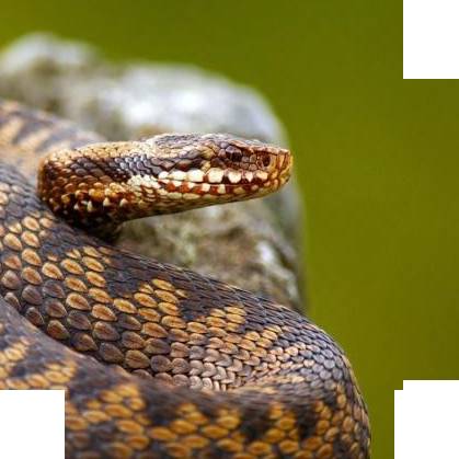 十二生肖提升运气和财运的方法,十二生肖接福接财运