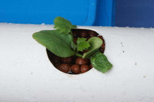 以色列室内无土栽培蔬菜方法,家庭小型无土栽培蔬菜技术