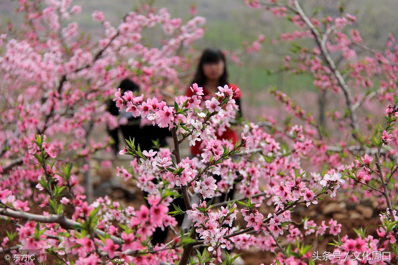 文化周口｜河南周口淮阳县曹河乡