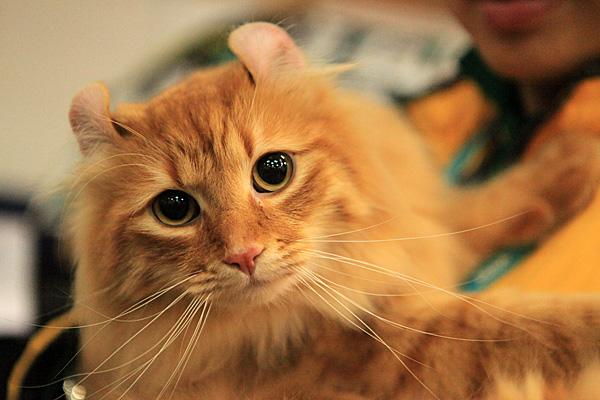 喵星人的3种类型,喵星人类型对照表