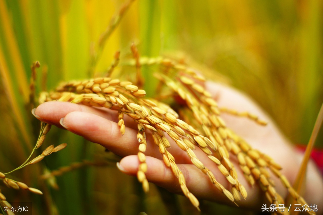 氯虫苯溴氰能治水稻什么病,氯溴异氰尿酸治水稻根腐病