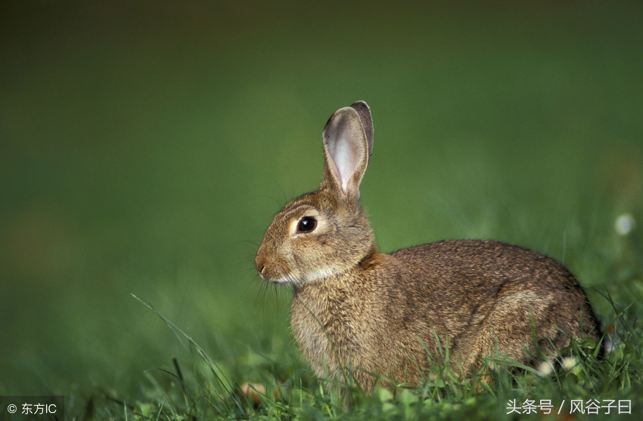 1987年属兔在2024年每月运势,1987年亥时属兔人2024全年运势