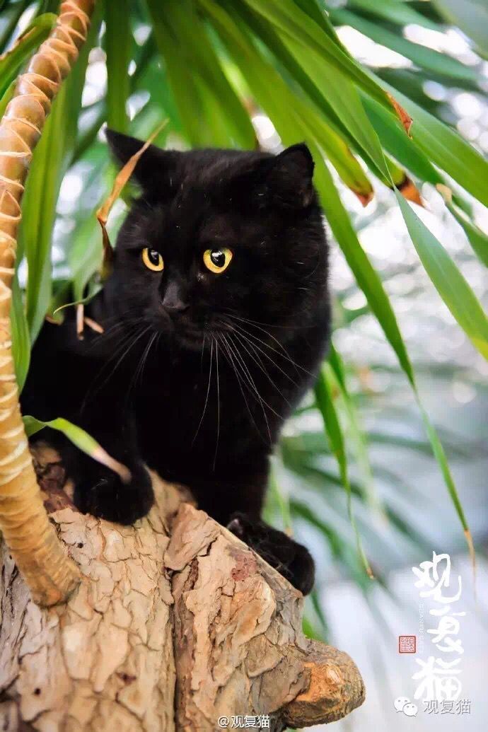 喵星人的江湖完整版,猫的江湖地位