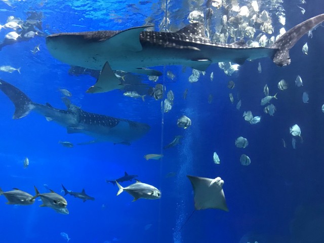 两天一晚珠海长隆旅游攻略,珠海长隆旅行一日游需要准备什么