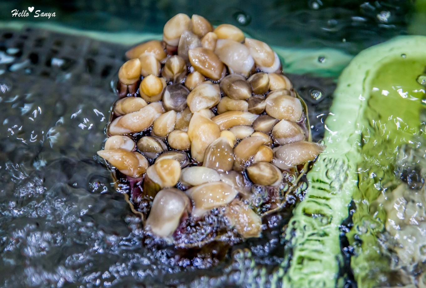 吃货们的福利，春节来三亚，墙裂推荐的特色美食全攻略