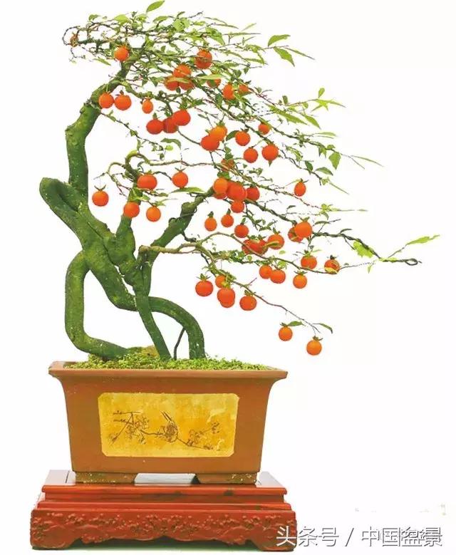 经典盆景欣赏,欣赏盆景感悟怎么写