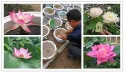 网上种苗真假辨别,网上买种苗注意事项