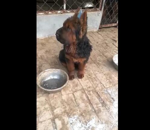 狗狗的第一次耳朵立起来代表什么,狗狗为啥要甩耳朵让耳朵立起来