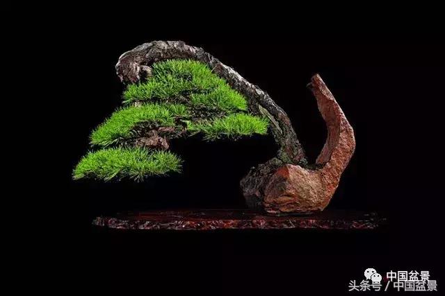 经典盆景欣赏,欣赏盆景感悟怎么写