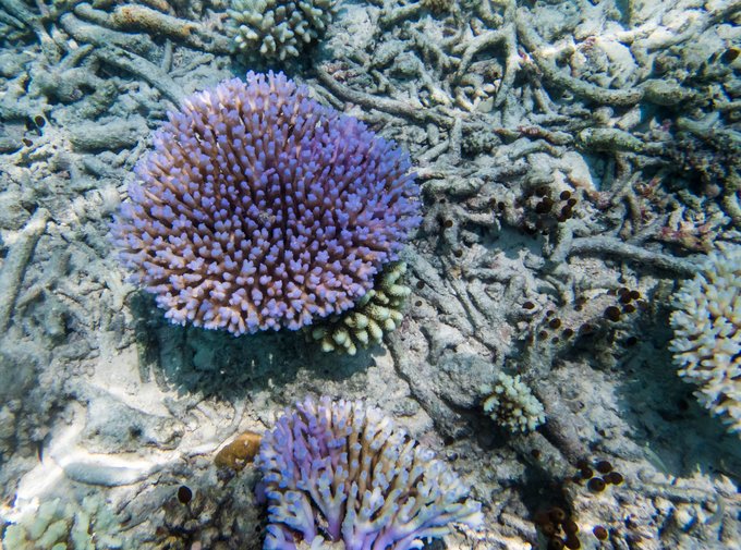 马尔代夫蓝色美人蕉岛,马尔代夫蓝色美人蕉旅游攻略