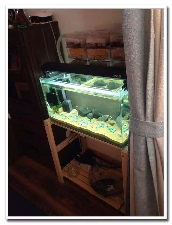 社区精华有鱼成长之路