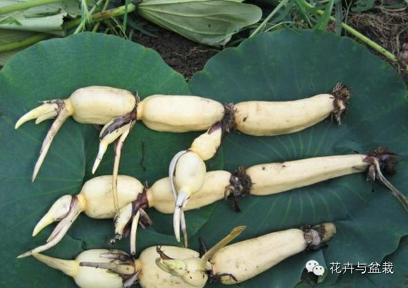 买回的荷花怎样栽培,荷花种子怎么养全过程