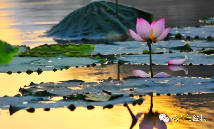 碗莲睡莲荷花种子区别,碗莲荷花睡莲图片