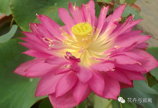 碗莲睡莲荷花种子区别,碗莲荷花睡莲图片